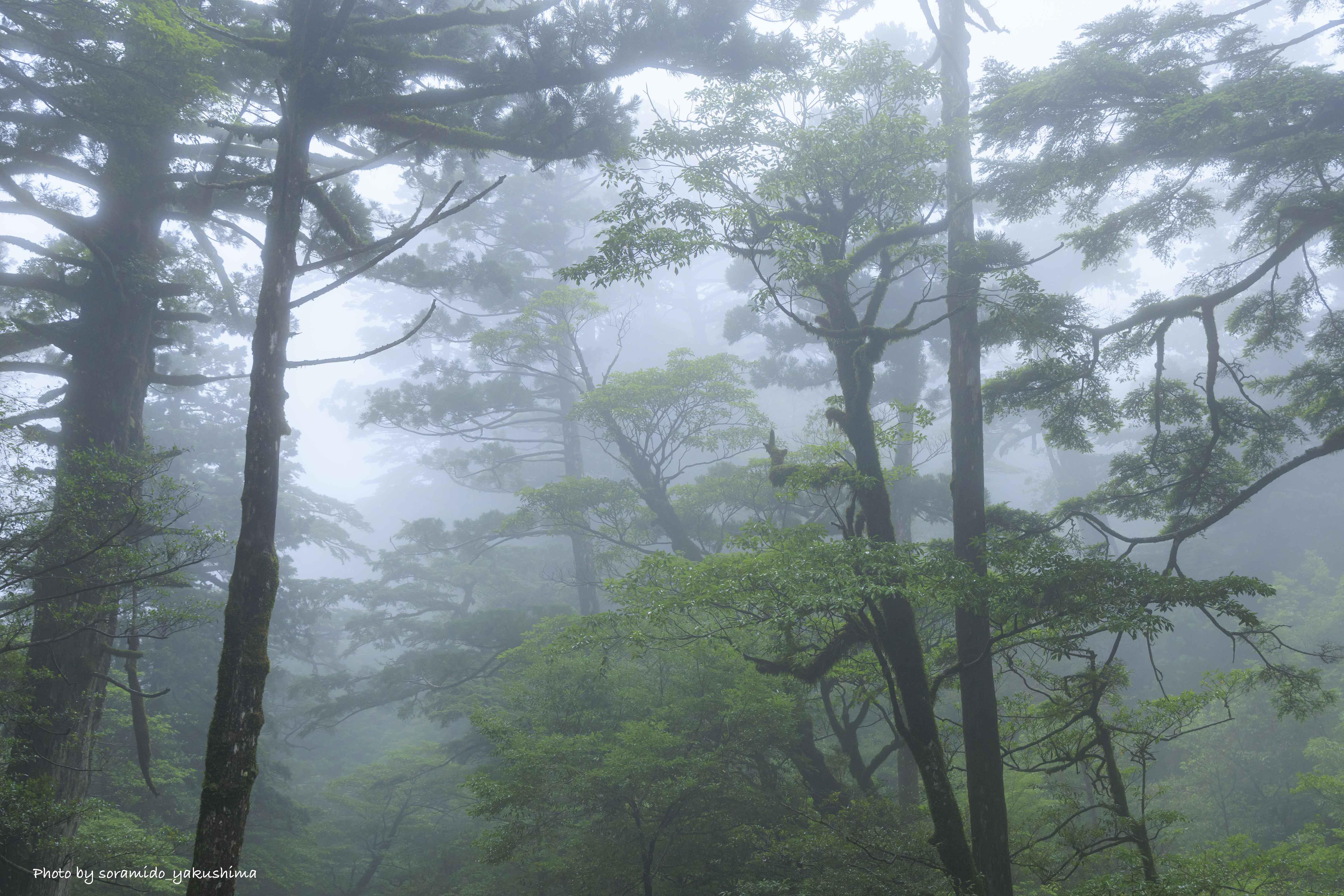 霧が幻想的な森
