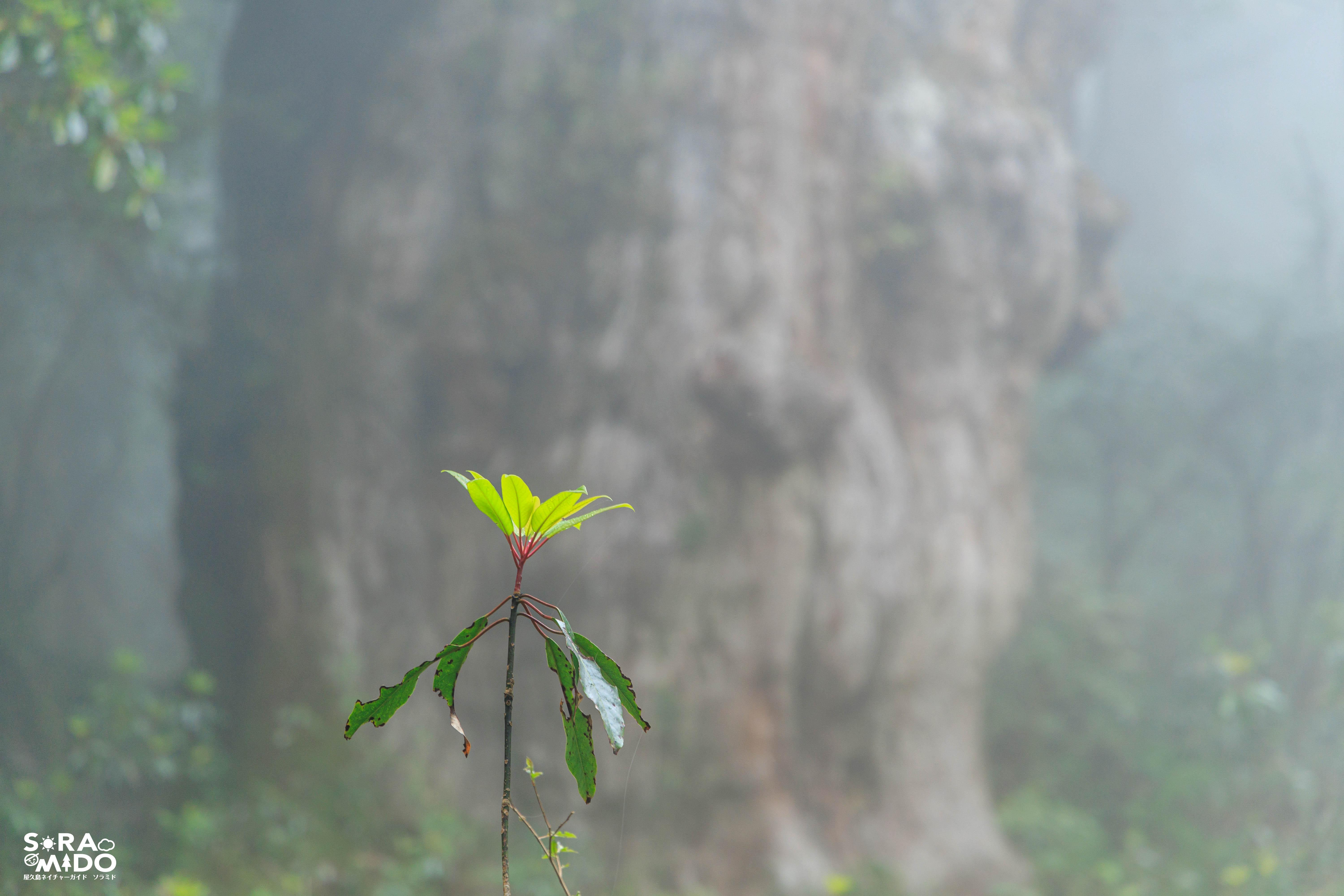霧に包まれた縄文杉を背景に、新緑のユズリハの若芽をクローズアップした春の風景
