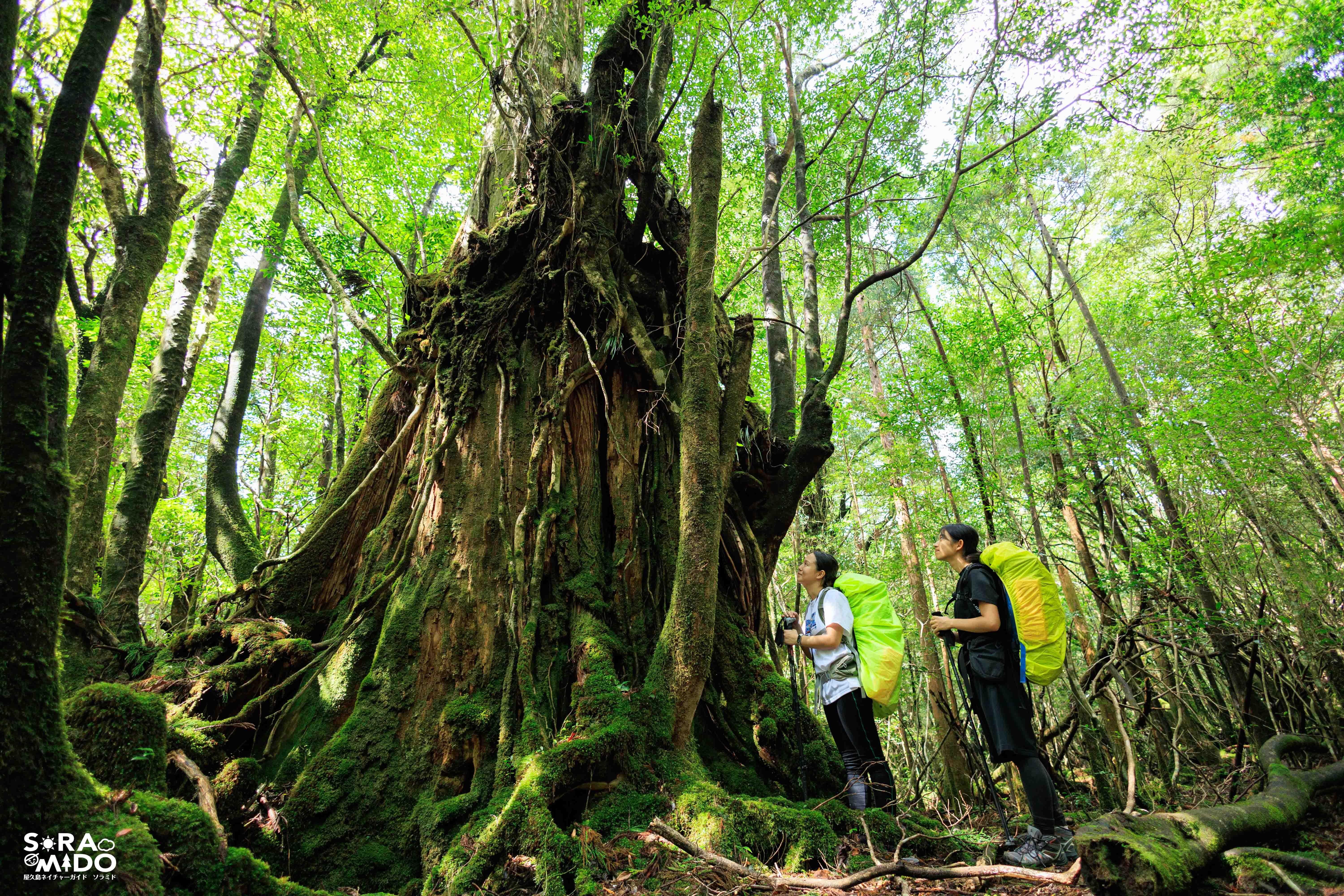 苔に覆われた屋久杉を見上げて、深呼吸。極上の森林浴。