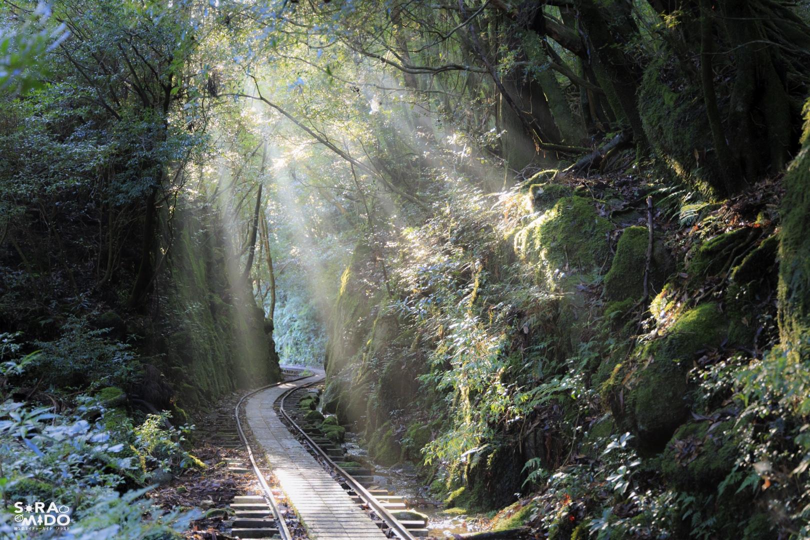 屋久島の森に差し込む朝の光。苔むした木々とレールの上に広がる幻想的な木漏れ日。