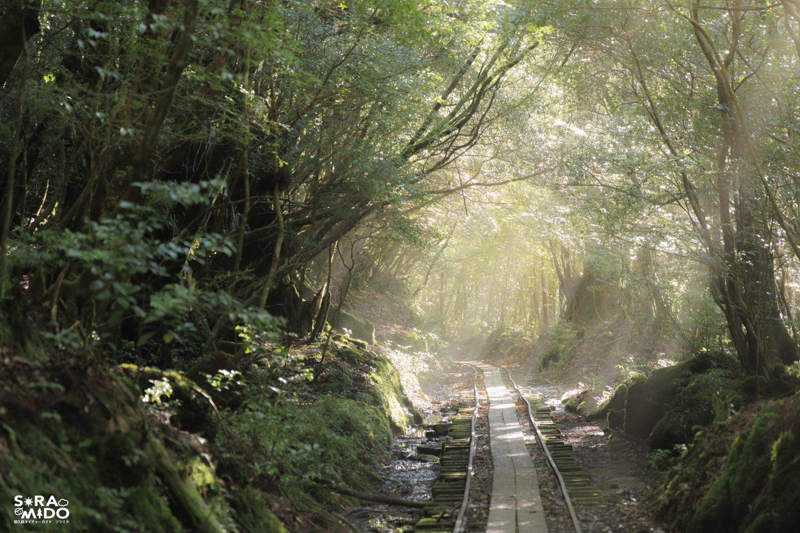 朝の光が差し込む屋久島の森。静寂の中にぬくもりを感じるトロッコ道。