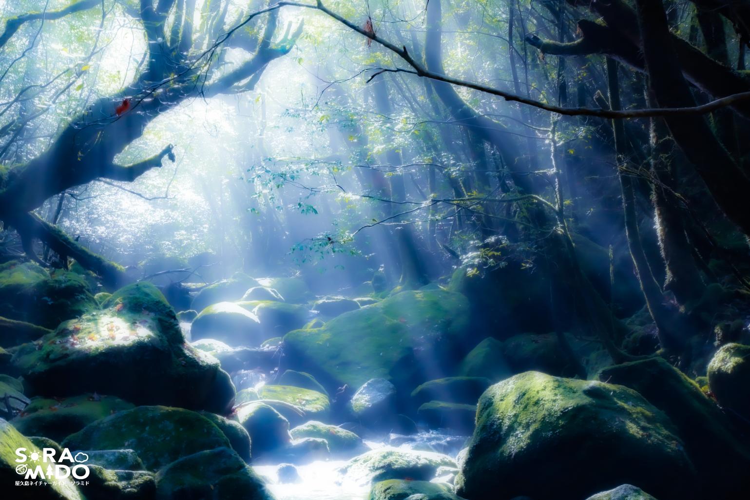 白谷雲水峡 半日コース 屋久島ネイチャーガイド ソラミド