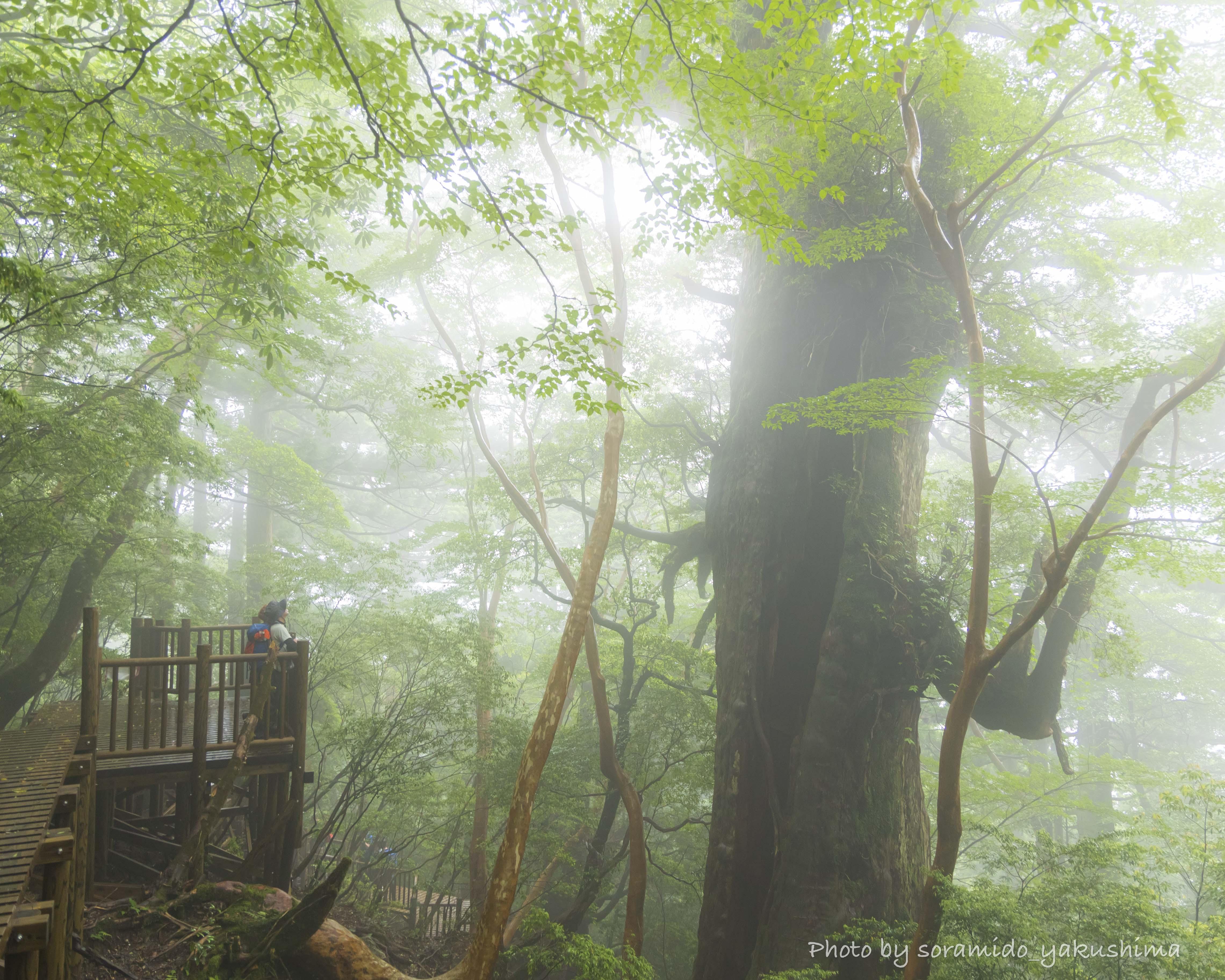 樹齢3,000年の大王杉